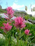 Cdn Rockies Adventure (Aug 2010) - Talus - 056
